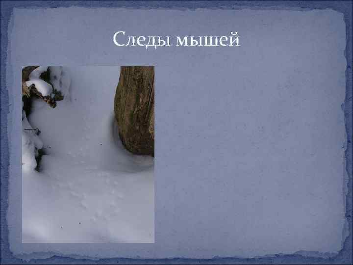 Следы мышей 