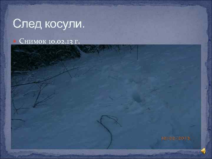 След косули. Снимок 10. 02. 13 г. 