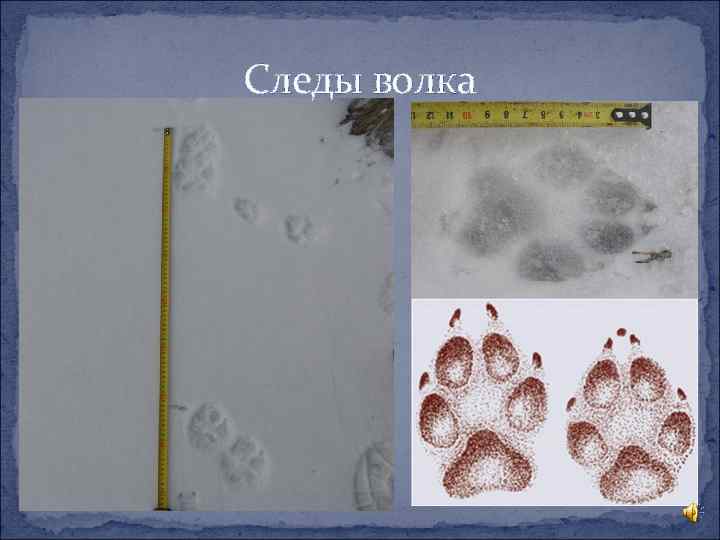 Следы волка 