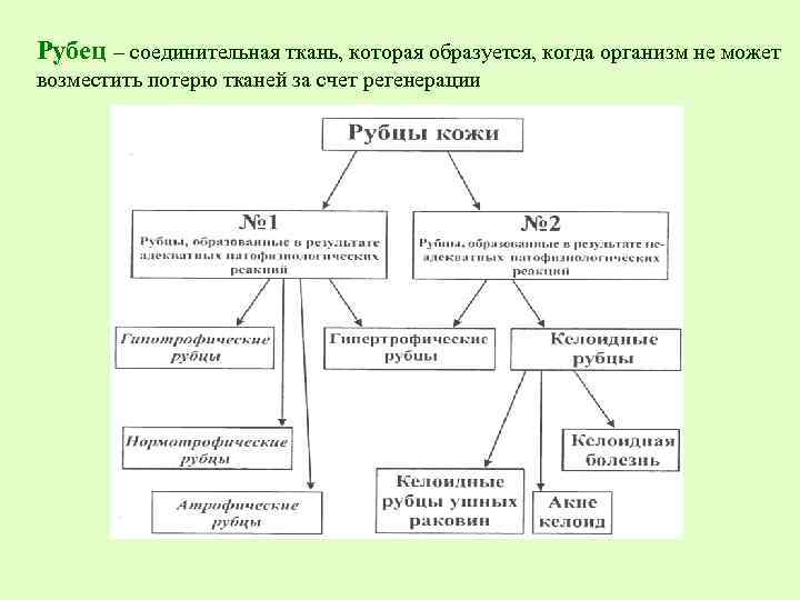 Рубец – соединительная ткань, которая образуется, когда организм не может возместить потерю тканей за