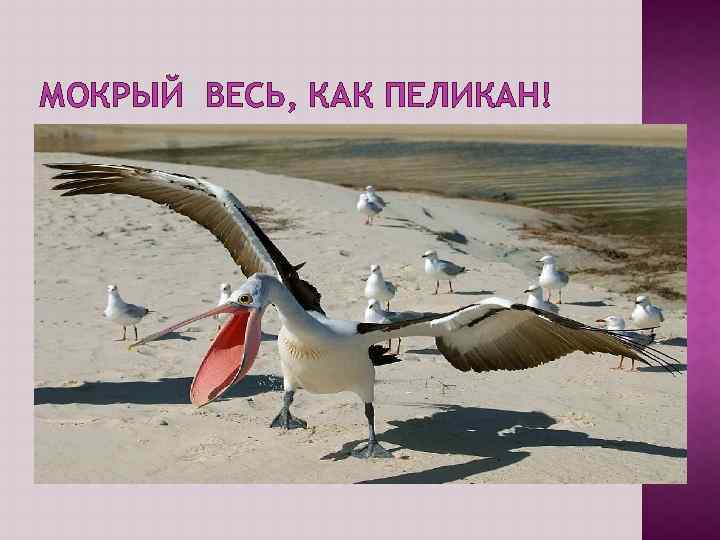 МОКРЫЙ ВЕСЬ, КАК ПЕЛИКАН! 