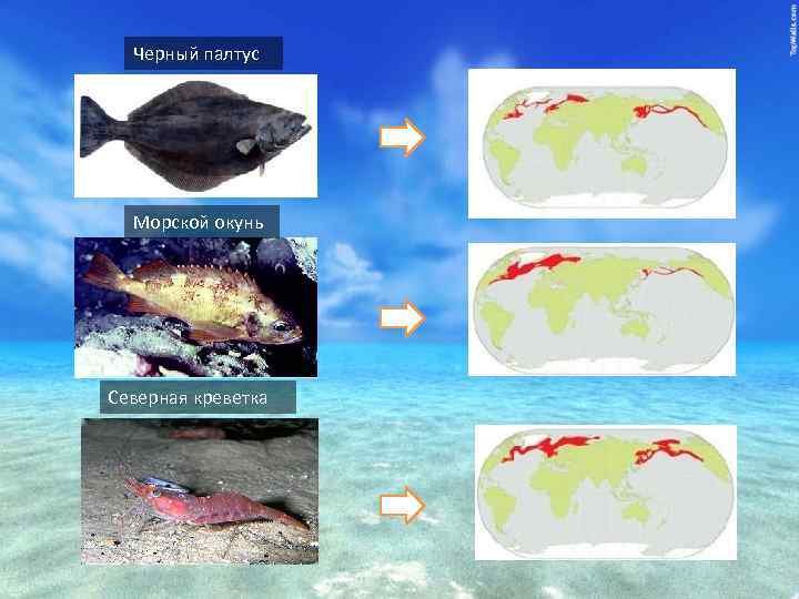 Черный палтус Морской окунь Северная креветка 