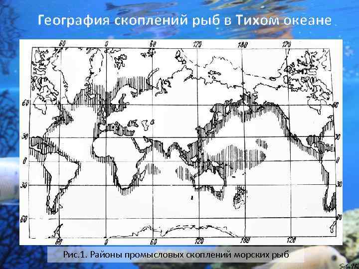 География скоплений рыб в Тихом океане Рис. 1. Районы промысловых скоплений морских рыб 