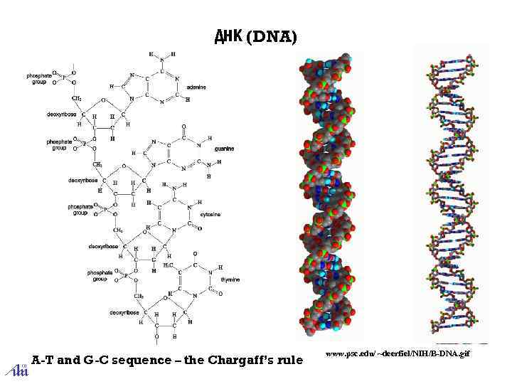 ДНК (DNA) A-T and G-C sequence – the Chargaff’s rule www. psc. edu/ ~deerfiel/NIH/B-DNA.