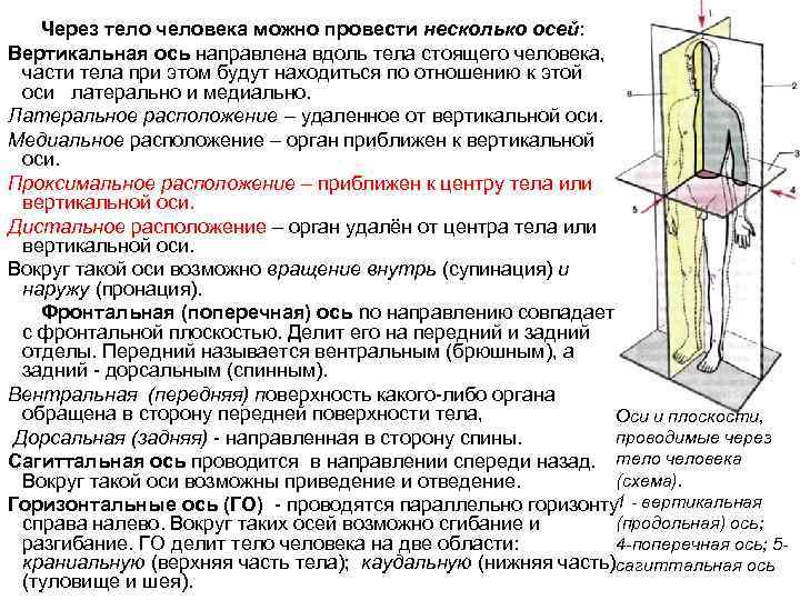 Через тело человека можно провести несколько осей: Вертикальная ось направлена вдоль тела стоящего человека,