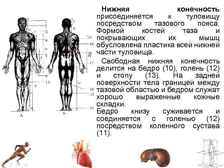 Туловище нижних конечностей