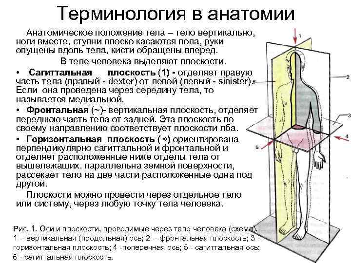 Анатомическое положение тела