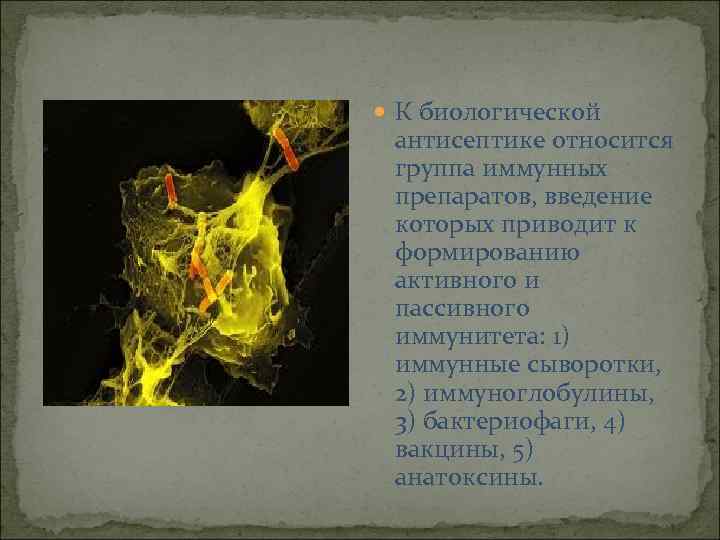  К биологической антисептике относится группа иммунных препаратов, введение которых приводит к формированию активного