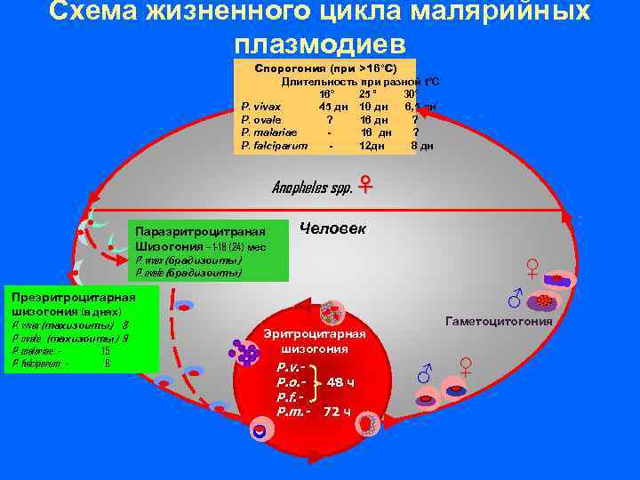 Схема жизненного цикла малярийных плазмодиев Спорогония (при >16°C) Длительность при разной t°C 16° 25