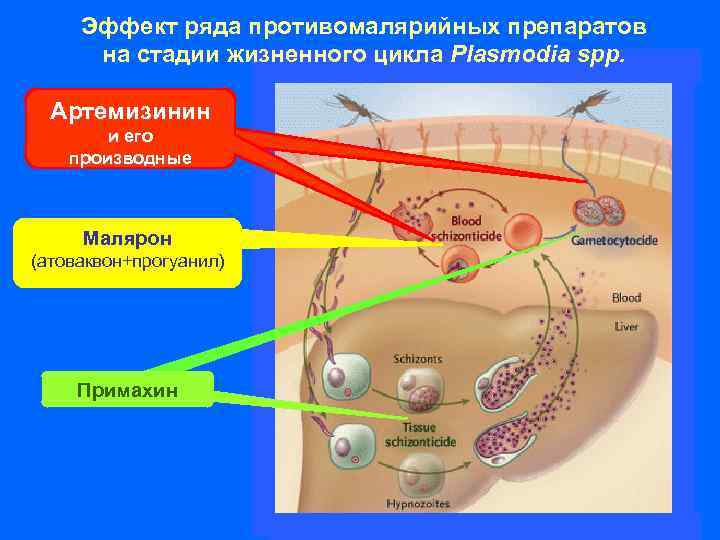 Эффект ряда противомалярийных препаратов на стадии жизненного цикла Plasmodia spp. Артемизинин и его производные