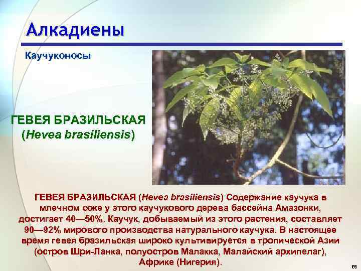 Алкадиены Каучуконосы ГЕВЕЯ БРАЗИЛЬСКАЯ (Hevea brasiliensis) Содержание каучука в млечном соке у этого каучукового