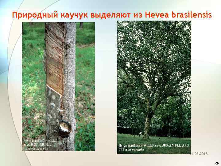 Природный каучук выделяют из Hevea brasilensis 11. 02. 2018 66 