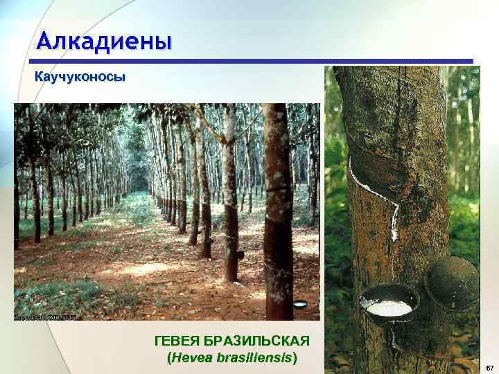 Алкадиены Каучуконосы ГЕВЕЯ БРАЗИЛЬСКАЯ (Hevea brasiliensis) 67 