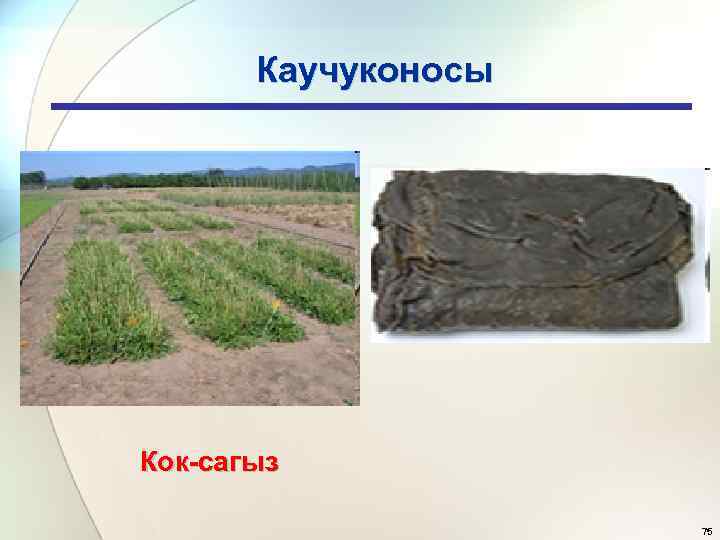 Каучуконосы Кок-сагыз 75 