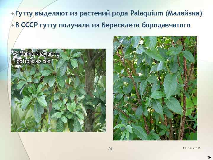  • Гутту выделяют из растений рода Palaquium (Малайзия) • В СССР гутту получали