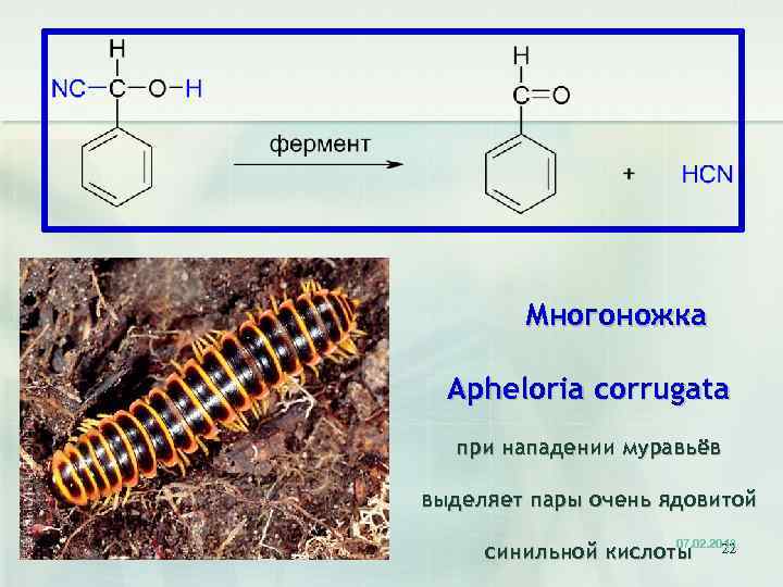 Многоножка Apheloria corrugata при нападении муравьёв выделяет пары очень ядовитой 07. 02. 2018 синильной