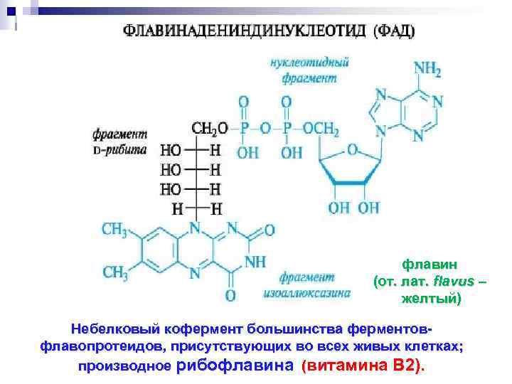 флавин (от. лат. flavus – желтый) Небелковый кофермент большинства ферментовфлавопротеидов, присутствующих во всех живых
