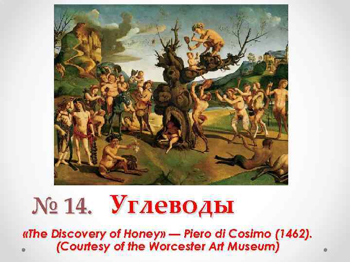 № 14. Углеводы «The Discovery of Honey» — Piero di Cosimo (1462). (Courtesy of