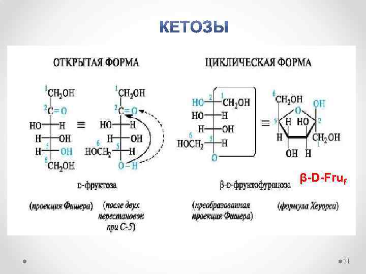  β-D-Fruf 31 