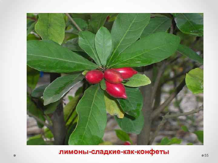  лимоны-сладкие-как-конфеты 55 