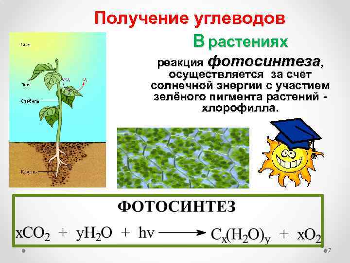 Получить и через какие. Реакция фотосинтеза. Фотосинтез углеводов. Фотосинтез у растений реакция. Что осуществляет фотосинтез.
