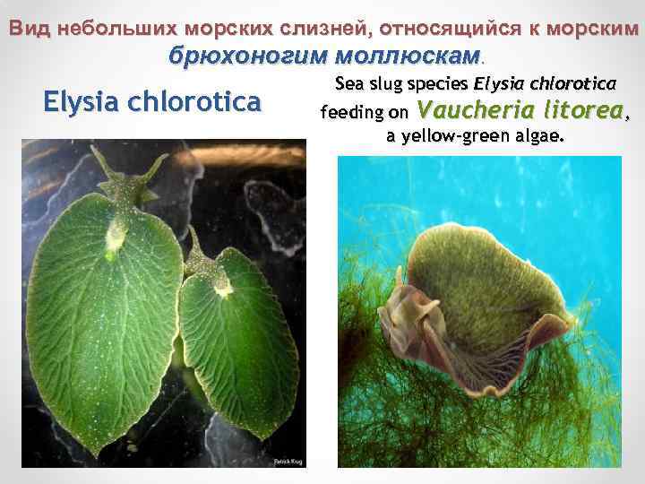 Вид небольших морских слизней, относящийся к морским брюхоногим моллюскам. Sea slug species Elysia chlorotica