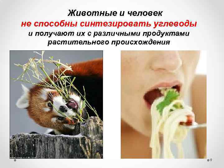  Животные и человек не способны синтезировать углеводы и получают их с различными продуктами