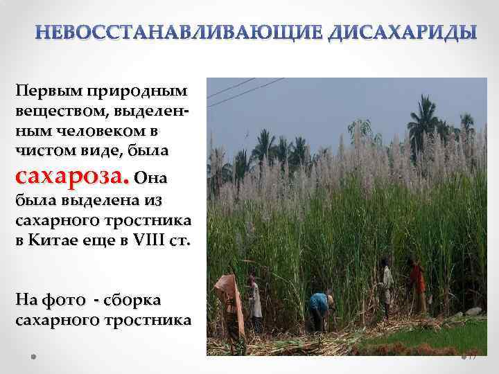 НЕВОССТАНАВЛИВАЮЩИЕ ДИСАХАРИДЫ Первым природным веществом, выделенным человеком в чистом виде, была сахароза. Она была