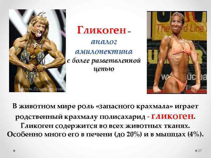 Гликоген – аналог амилопектина с более разветвленной цепью В животном мире роль «запасного крахмала»