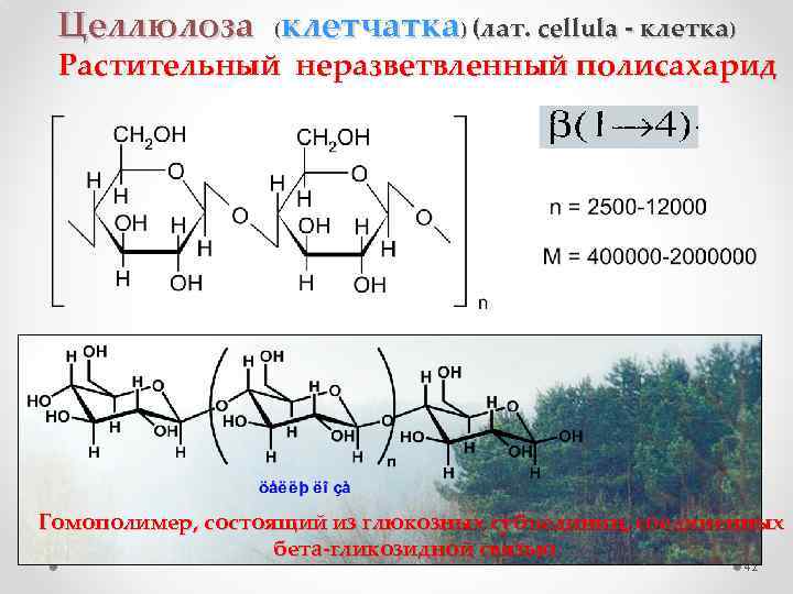  Целлюлоза (клетчатка) (лат. cellula - клетка) Растительный неразветвленный полисахарид Гомополимер, состоящий из глюкозных