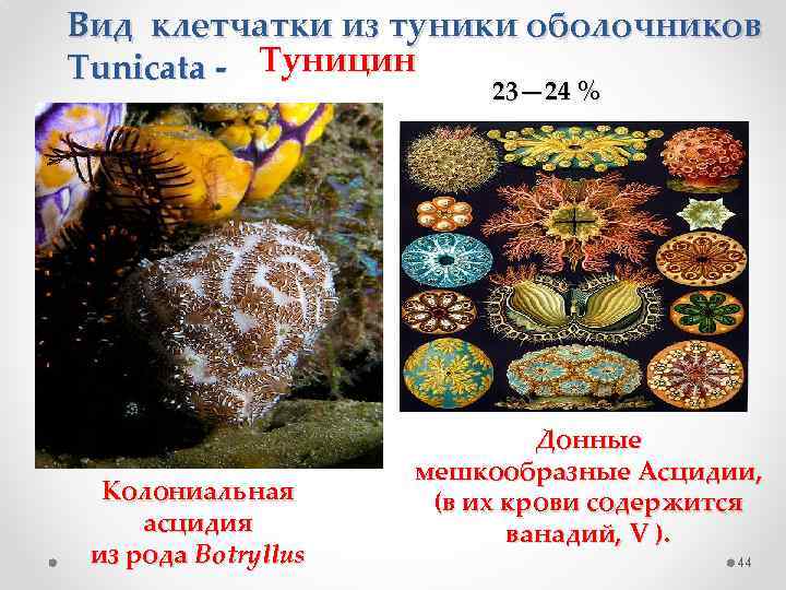 Вид клетчатки из туники оболочников Tunicata - Туницин 23— 24 % Колониальная асцидия из