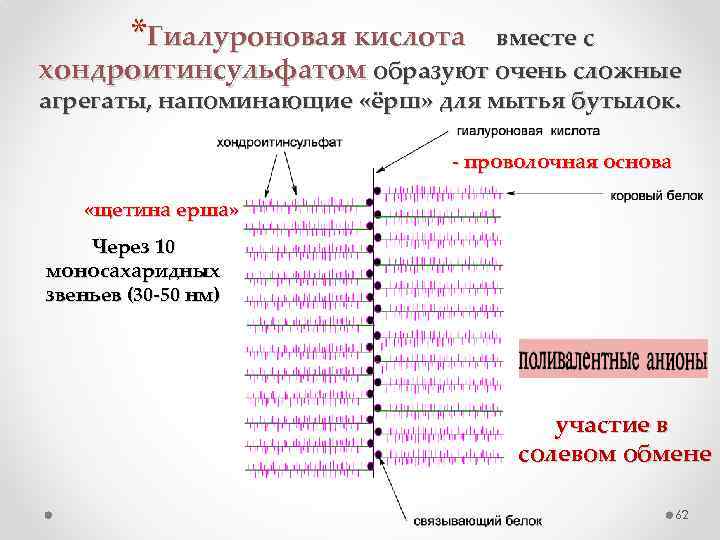 *Гиалуроновая кислота вместе с хондроитинсульфатом образуют очень сложные агрегаты, напоминающие «ёрш» для мытья бутылок.