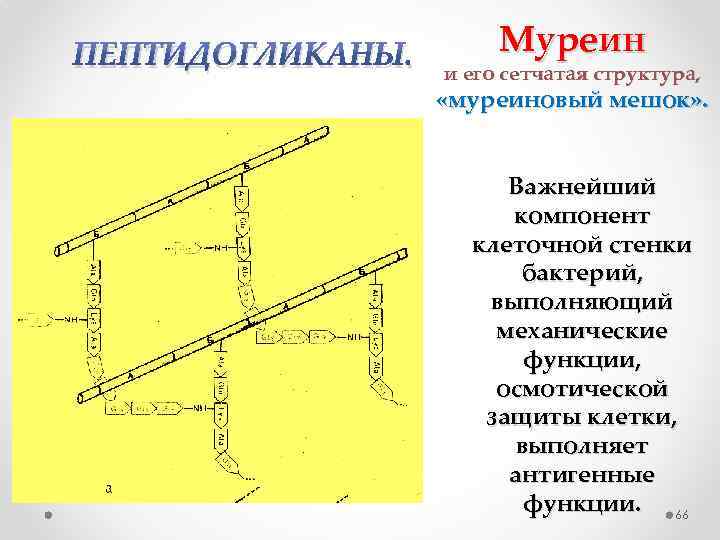 Муреин стенка. Клеточная стенка бактерий муреин. Функции муреина. Строение муреина. Муреин у бактерий.