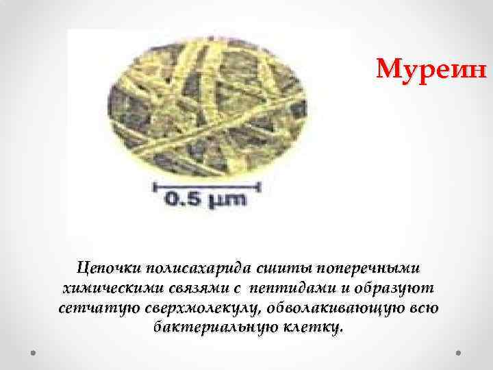 Муреин Цепочки полисахарида сшиты поперечными химическими связями с пептидами и образуют сетчатую сверхмолекулу, обволакивающую