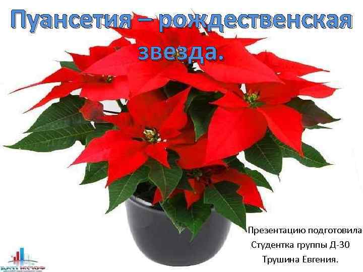 Пуансетия – рождественская звезда. Презентацию подготовила Студентка группы Д-30 Трушина Евгения. 