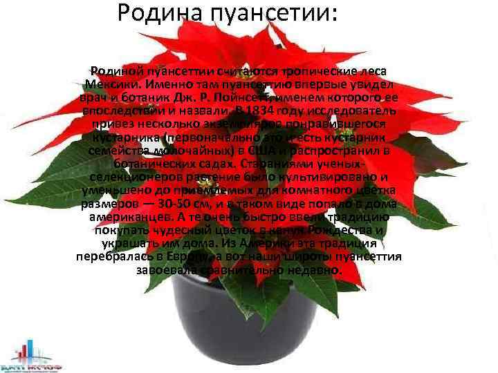 Родина пуансетии: Родиной пуансеттии считаются тропические леса Мексики. Именно там пуансеттию впервые увидел врач