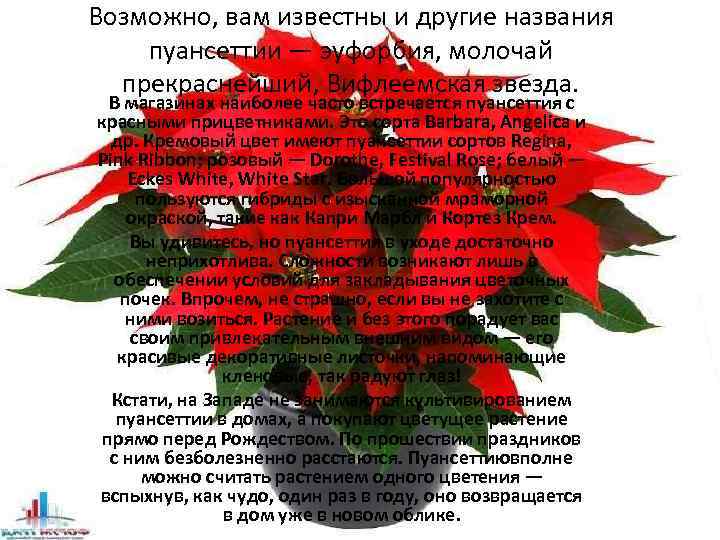 Возможно, вам известны и другие названия пуансеттии — эуфорбия, молочай прекраснейший, Вифлеемская звезда. В