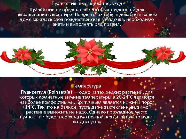 Пуансеттия: выращивание, уход Пуансеттия не представляет особых трудностей для выращивания в квартире. Но для