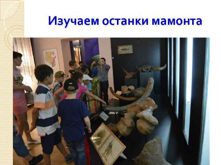 Изучаем останки мамонта 