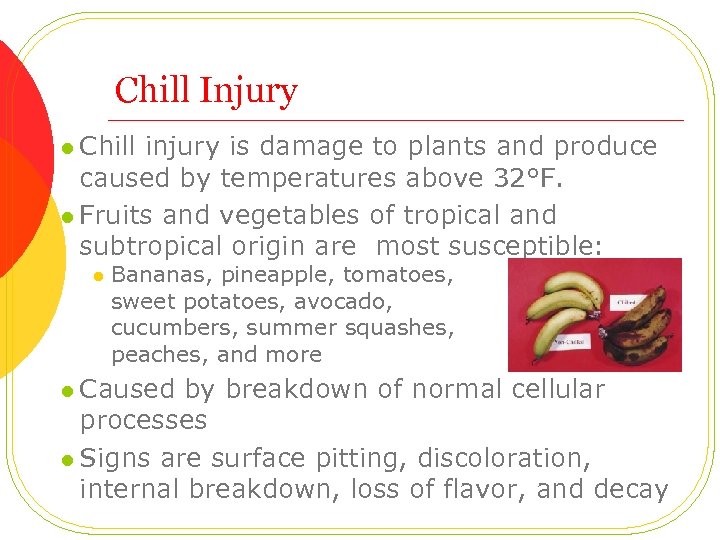 Chill Injury l Chill injury is damage to plants and produce caused by temperatures