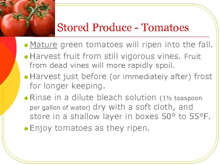 Stored Produce - Tomatoes l Mature green tomatoes will ripen into the fall. l
