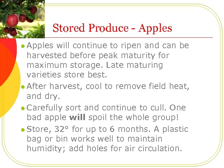 Stored Produce - Apples l Apples will continue to ripen and can be harvested