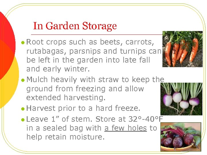 In Garden Storage l Root crops such as beets, carrots, rutabagas, parsnips and turnips