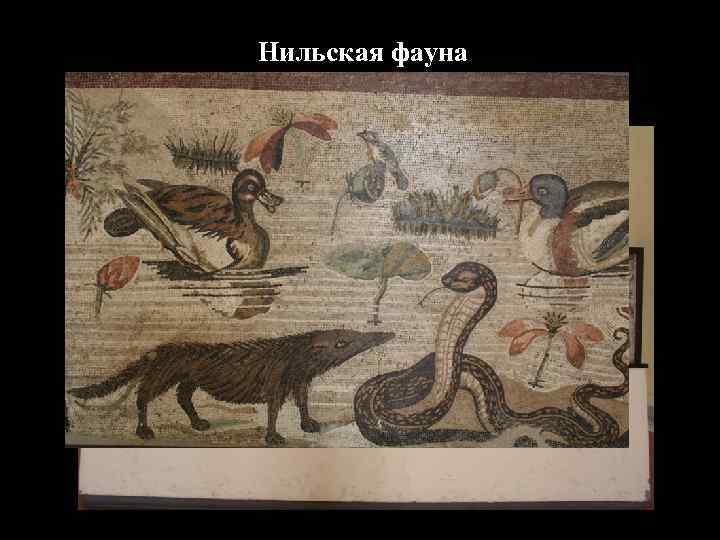 Нильская фауна 
