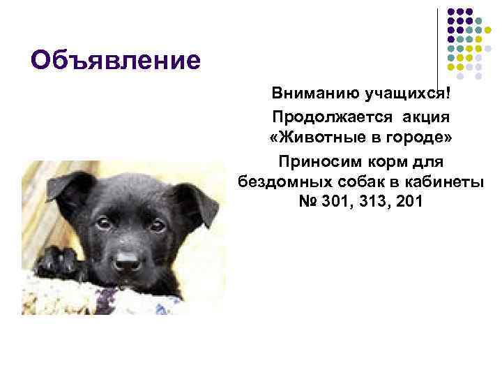 Объявление Вниманию учащихся! Продолжается акция «Животные в городе» Приносим корм для бездомных собак в