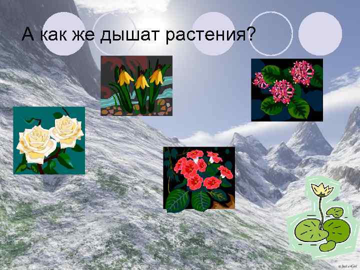 А как же дышат растения? 