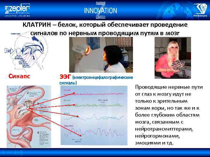 КЛАТРИН – белок, который обеспечивает проведение сигналов по нервным проводящим путям в мозг Синапс