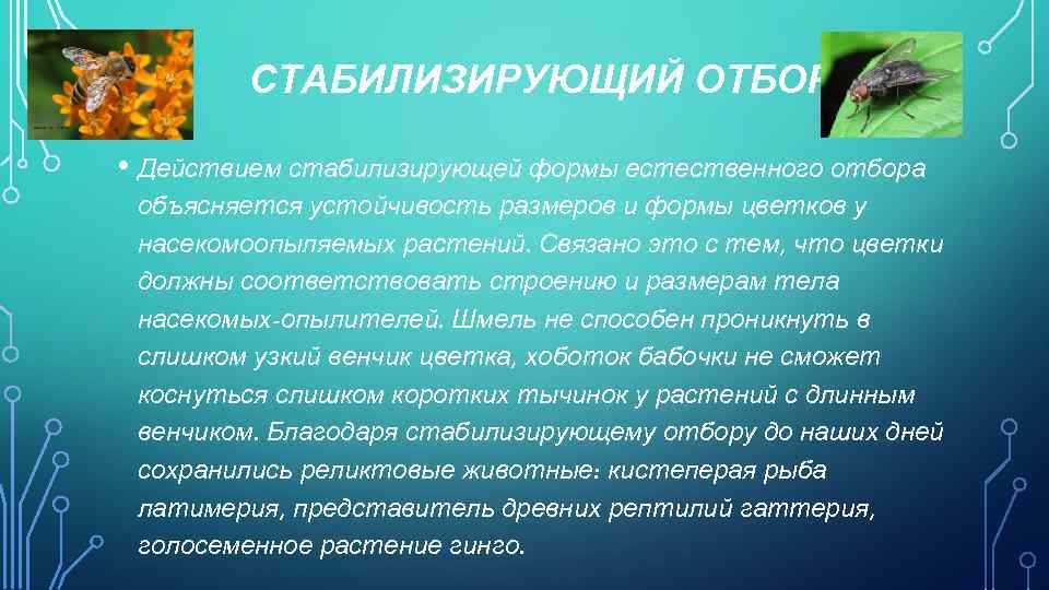 СТАБИЛИЗИРУЮЩИЙ ОТБОР • Действием стабилизирующей формы естественного отбора объясняется устойчивость размеров и формы цветков