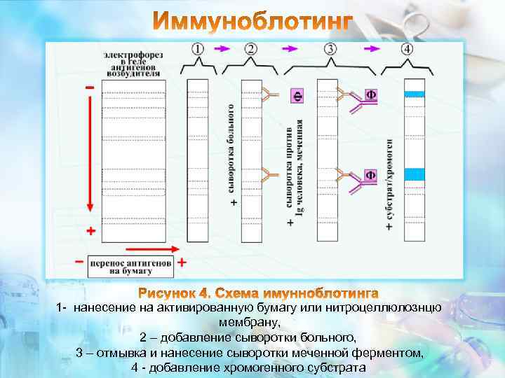 1 - нанесение на активированную бумагу или нитроцеллюлознцю мембрану, 2 – добавление сыворотки больного,