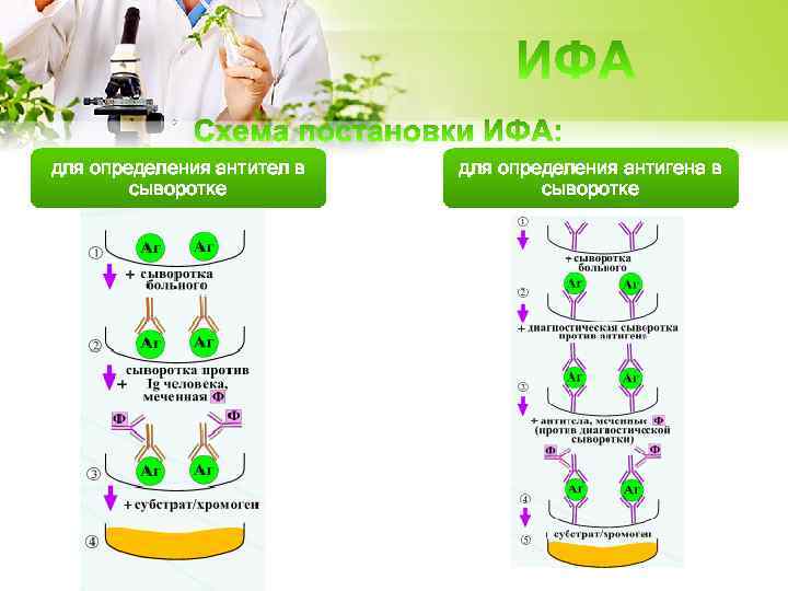 для определения антител в сыворотке для определения антигена в сыворотке 